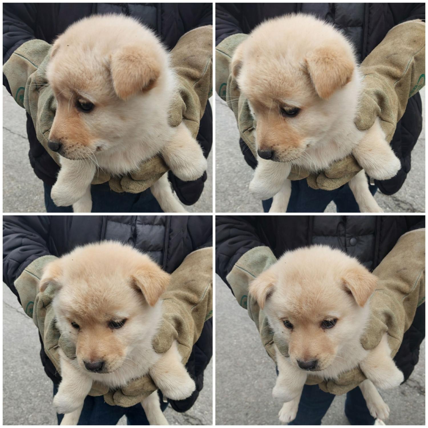 종료(안락사) 믹스…